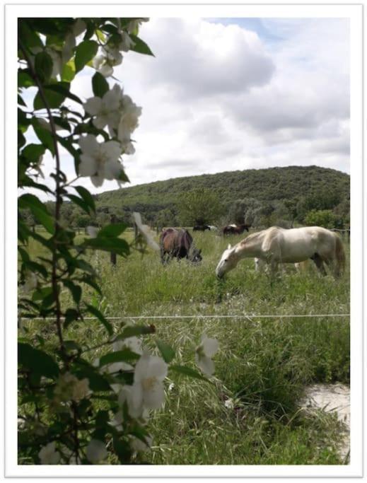Charming Small House Close To Uzes Foissac  المظهر الخارجي الصورة